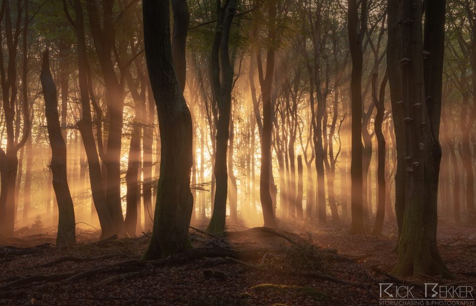 Speulderbos