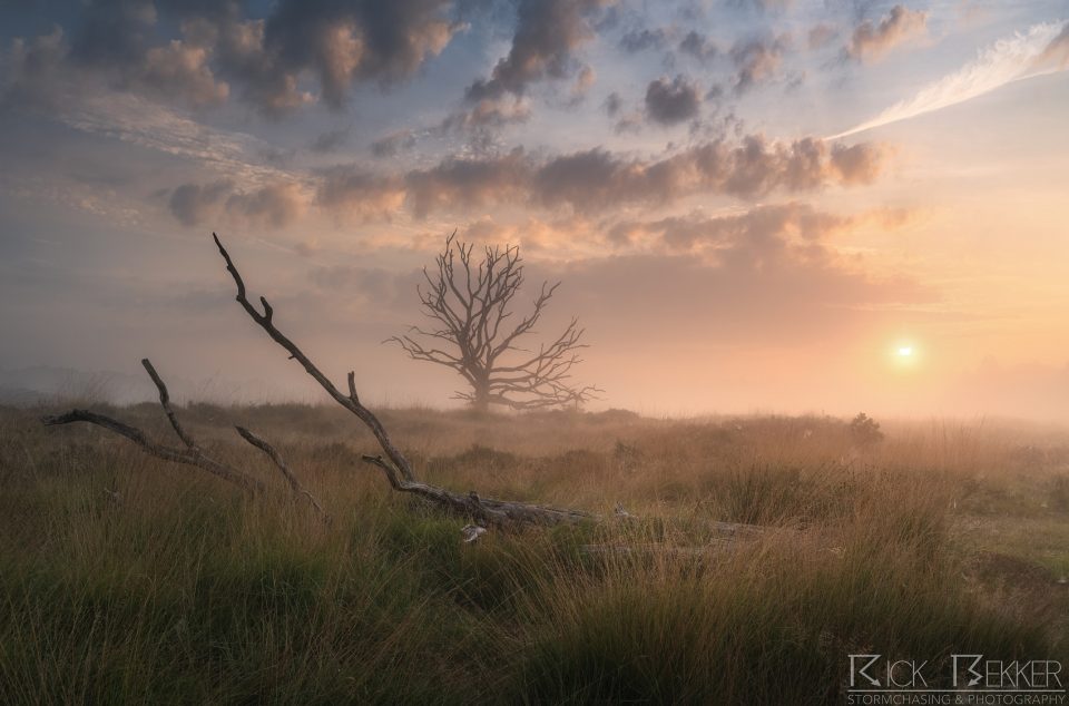 morning fog