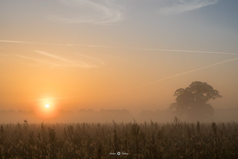 Sonnenaufgang mit Bodennebel